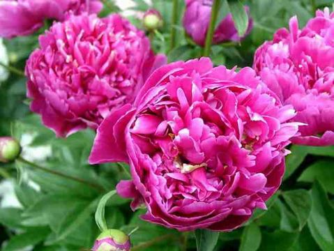    Paeonia Lactifiora Extract    